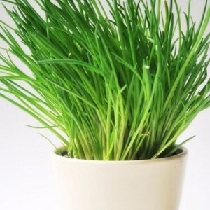 SEMILLAS DE CIBOULETTE 1gr
