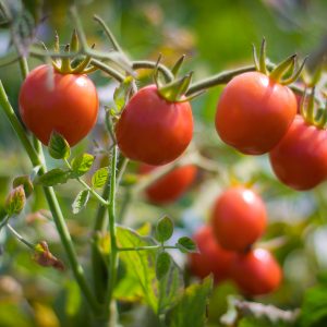 SEMILLAS DE TOMATE CHERRY 1gr