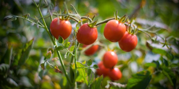 SEMILLAS DE TOMATE CHERRY 1gr