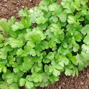 SEMILLAS DE CILANTRO 5gr