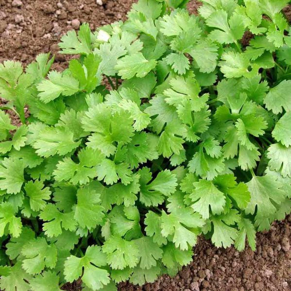 SEMILLAS DE CILANTRO 5gr