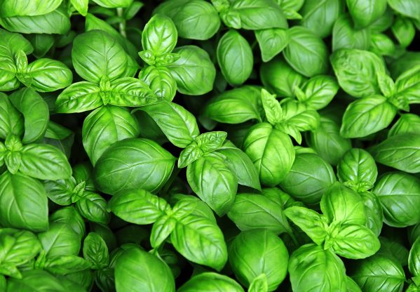 SEMILLAS DE ALBAHACA 5gr