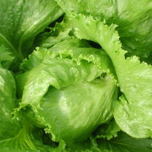 SEMILLAS DE LECHUGA ESCAROLA 5gr