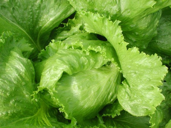 SEMILLAS DE LECHUGA ESCAROLA 5gr