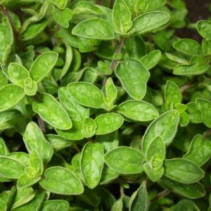 SEMILLAS DE OREGANO 1gr