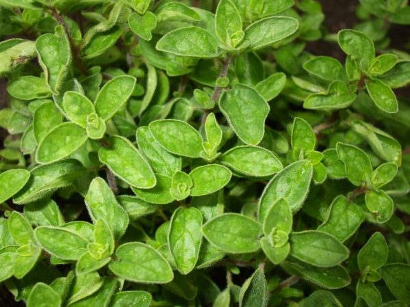 SEMILLAS DE OREGANO 1gr