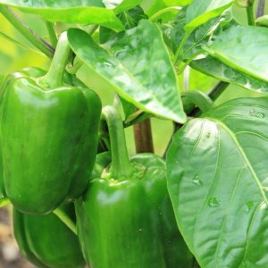 SEMILLAS DE PIMENTON 1gr