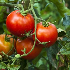 SEMILLAS DE TOMATE 5gr
