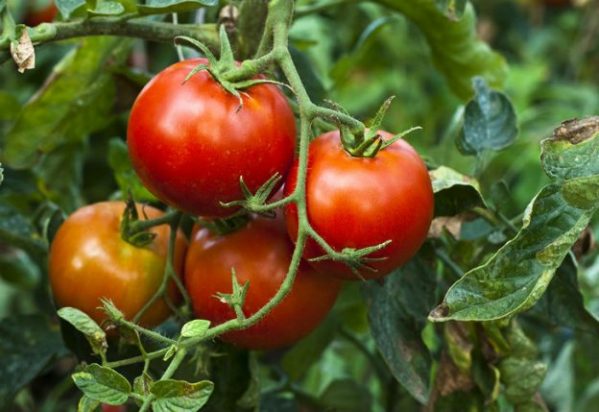SEMILLAS DE TOMATE 5gr