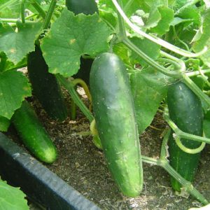 SEMILLAS DE PEPINO 5gr