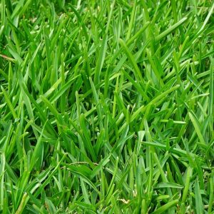 SEMILLA DE CESPED BALLICA PERENNE 1kg