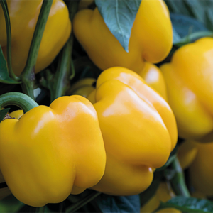 SEMILLAS DE PIMENTON AMARILLO