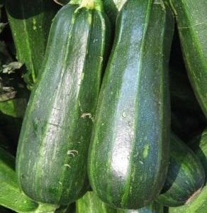 SEMILLA DE ZAPALLO ITALIANO