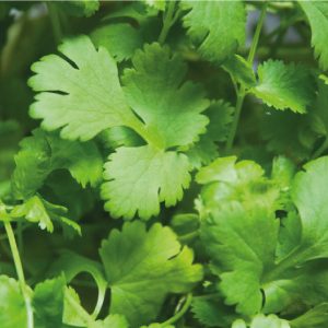 SEMILLAS DE CILANTRO