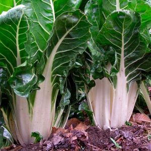 SEMILLA DE ACELGA VERDE 1gr