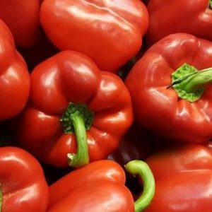 SEMILLA DE PIMIENTO MORRON