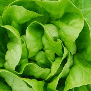 SEMILLA LECHUGA ESPAÑOLA
