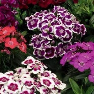 SEMILLAS DE CLAVELINA JAPONESA COLORES VARIADOS 1gr