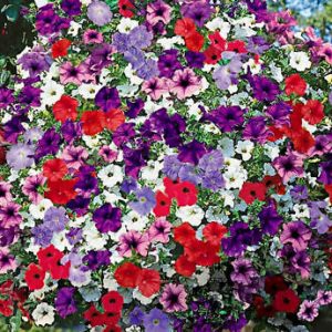 SEMILLAS DE PETUNIA PENDULA COLORES VARIADOS 1gr