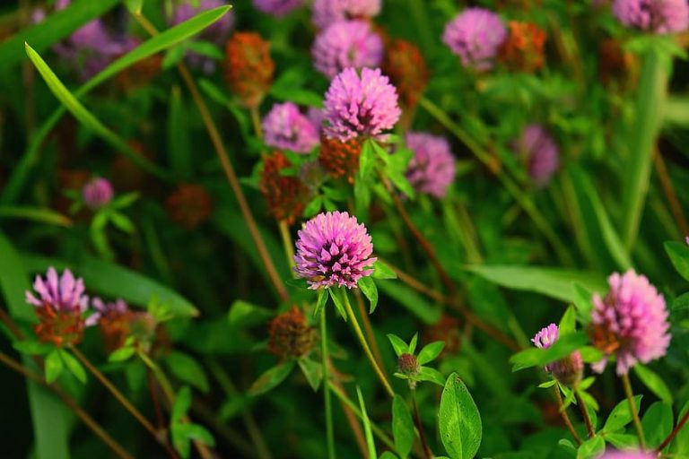 clover-pink-clover-flower-plant-trefoil-trefolium-nature