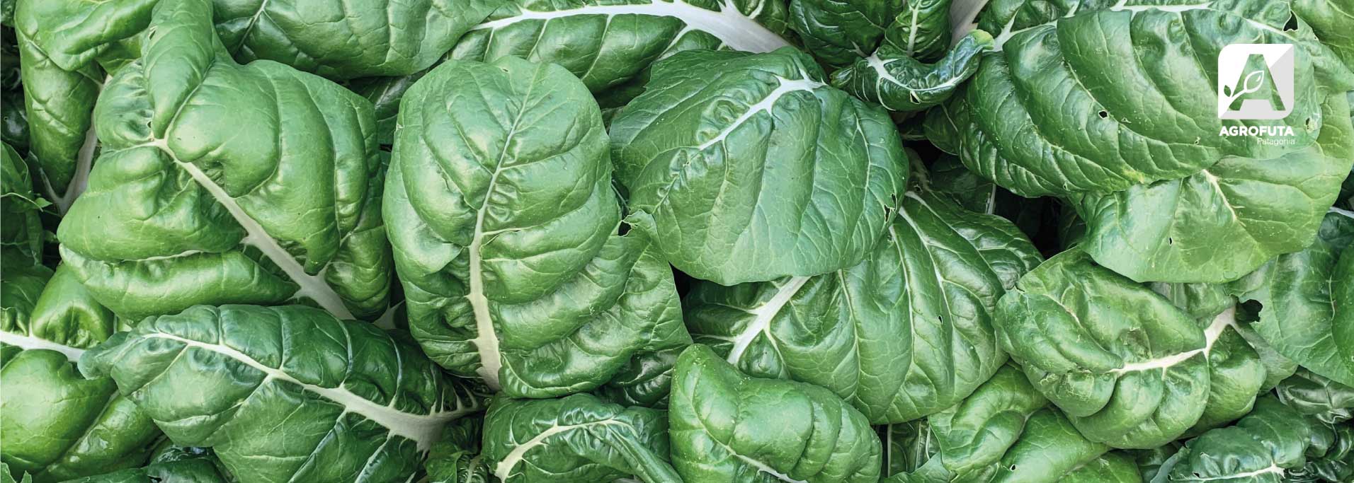agrofuta_fertilizantes_1