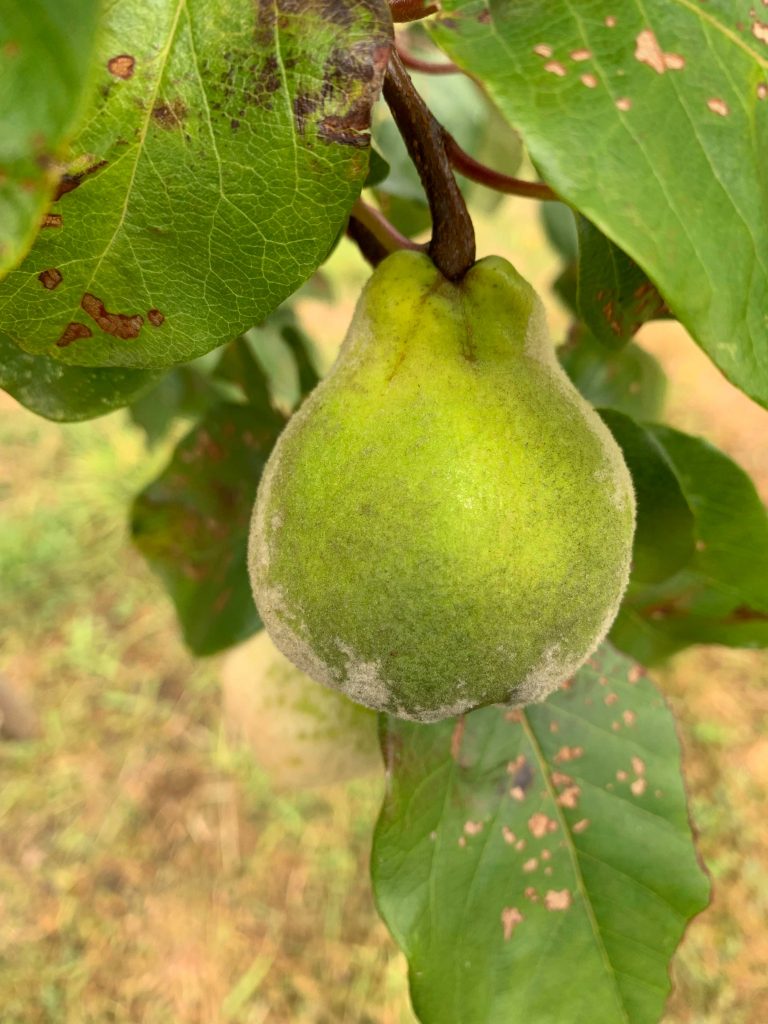 Agrofuta_9