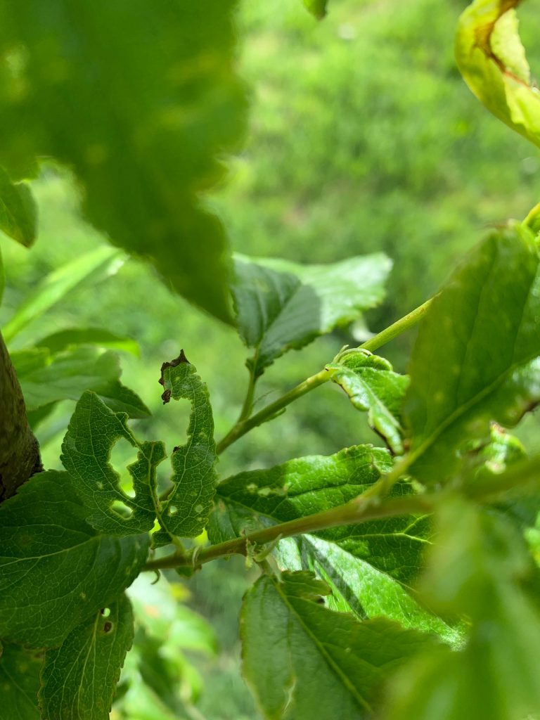 agrofuta_26